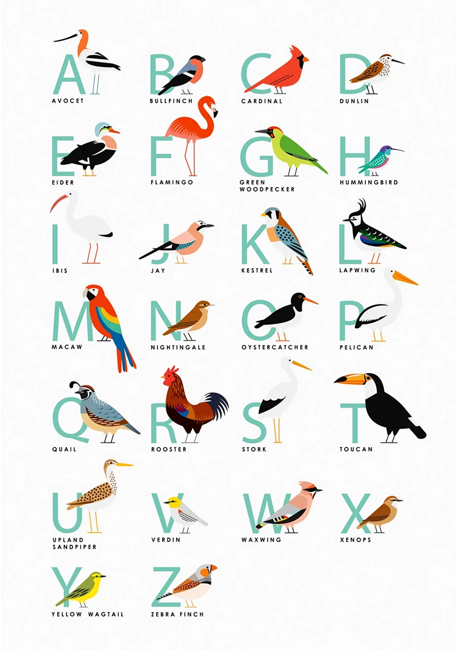 Алфавит птиц
