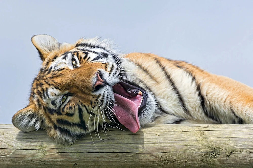 Амурский тигр зевает