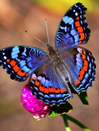 Бабочка Баттерфляй