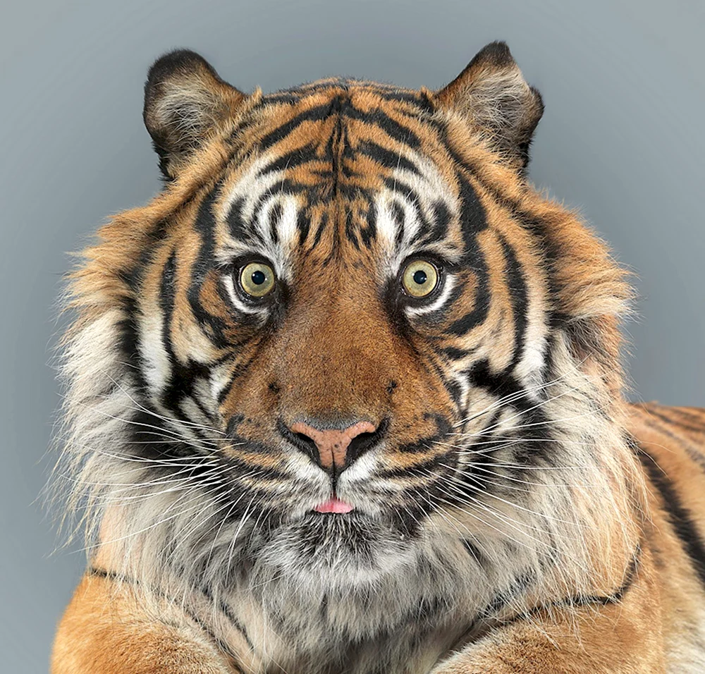Балийский тигр