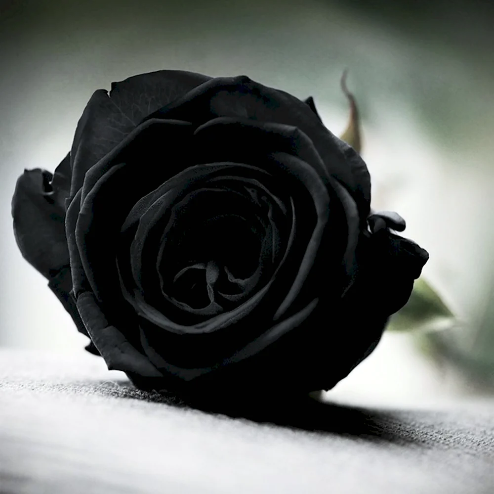 Черные цветы