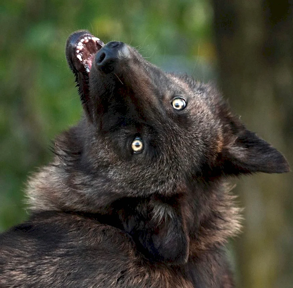 Черный канадский Волчонок
