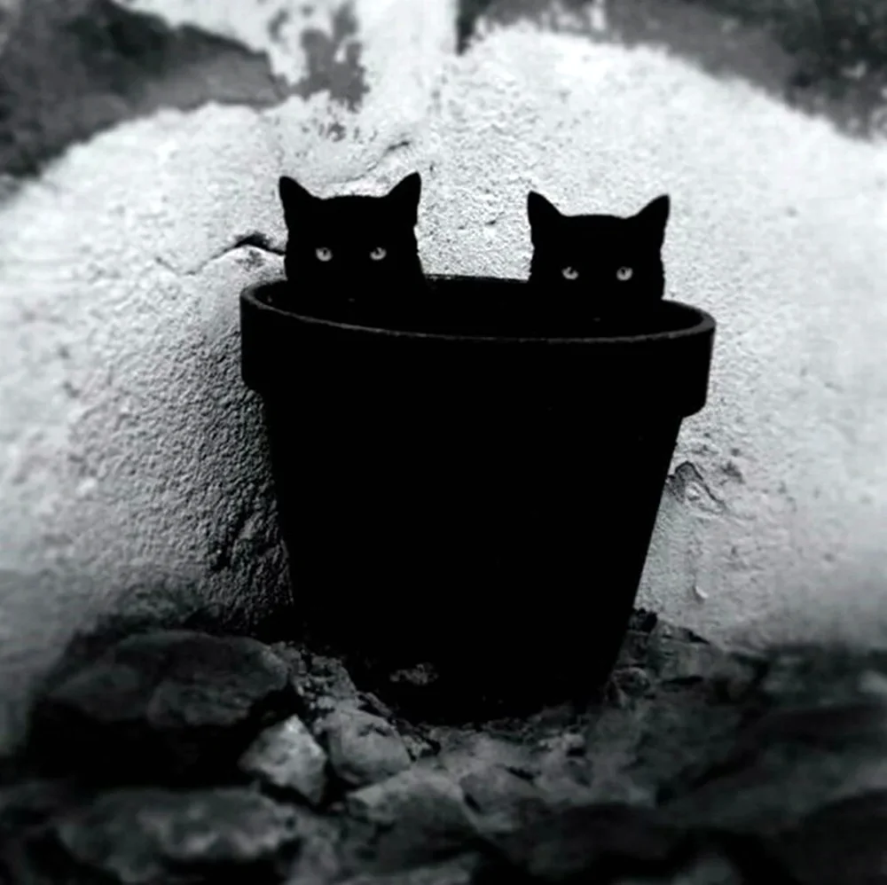Два черных кота