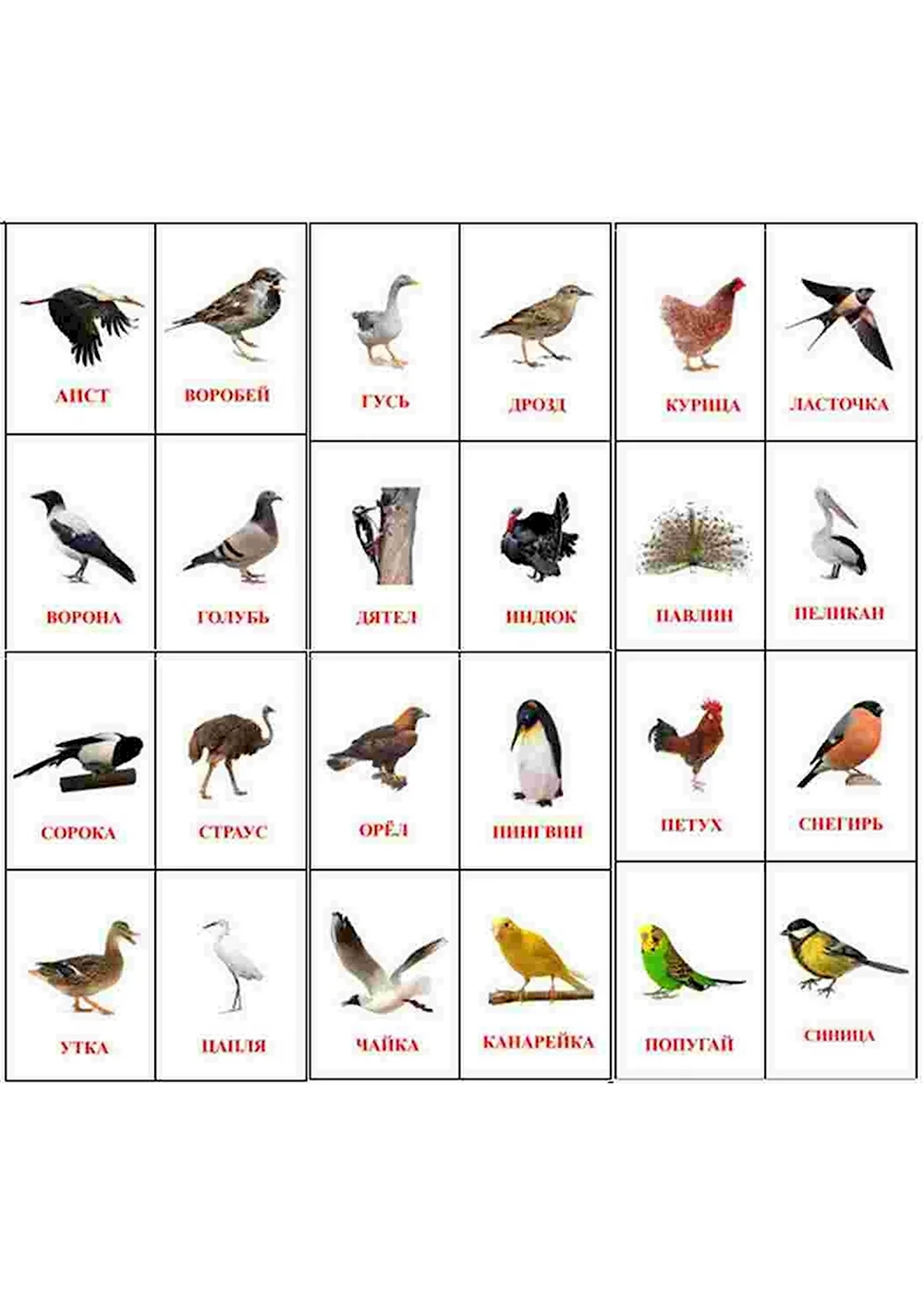 Карточки Домана перелетные птицы