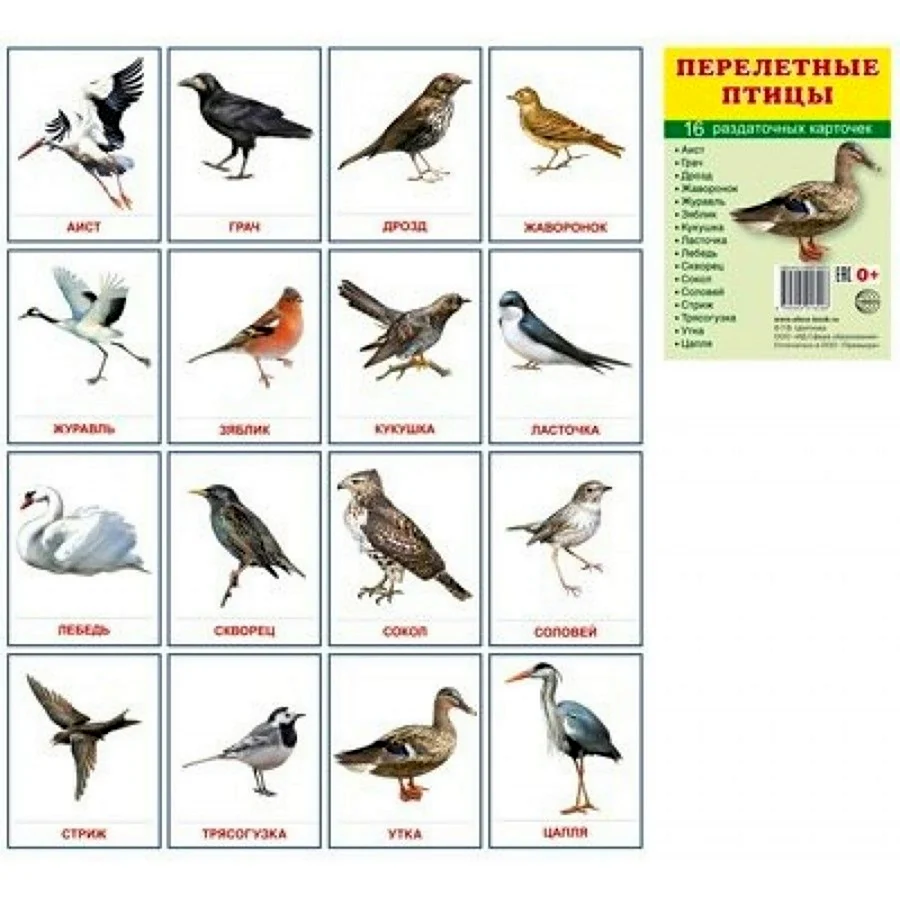 Карточки сфера 16 штук птицы перелётные