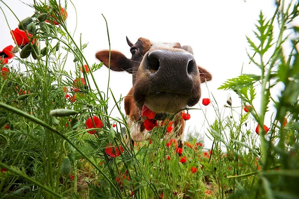 Корова с цветами