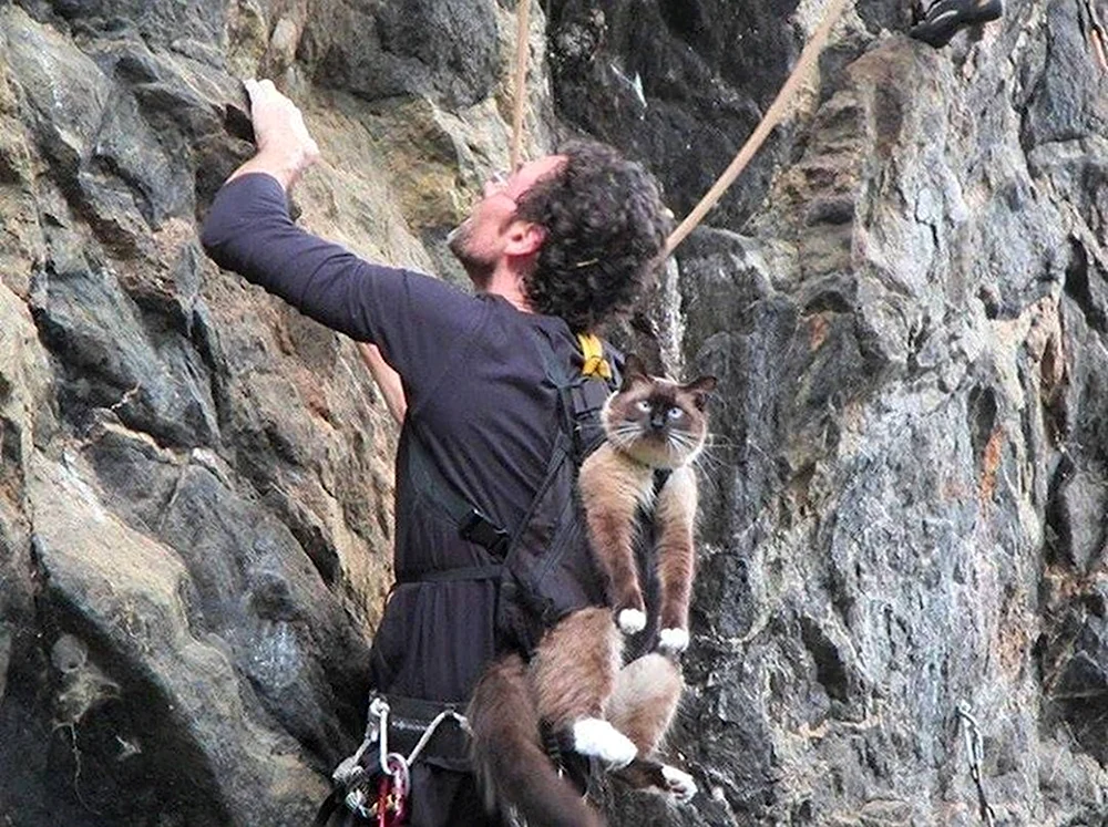 Кот альпинист