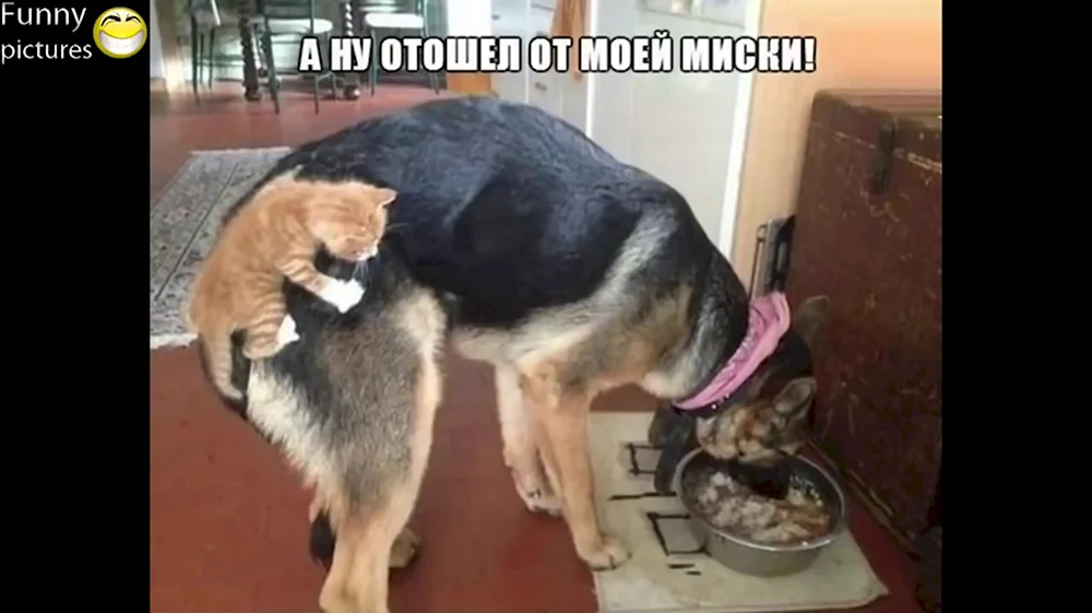 Кот и собака демотиватор