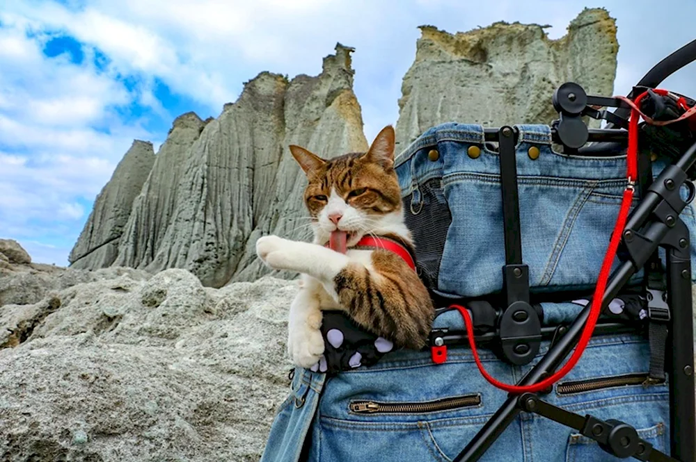 Кот путешественник