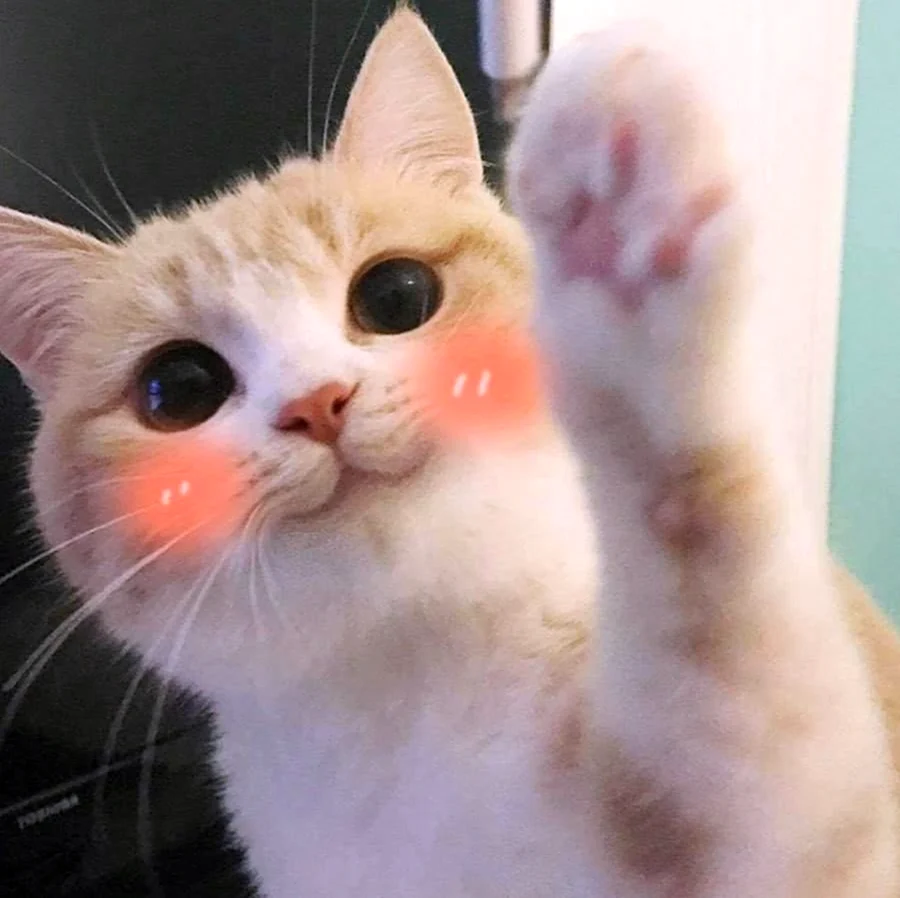 Кот с розовыми щеками