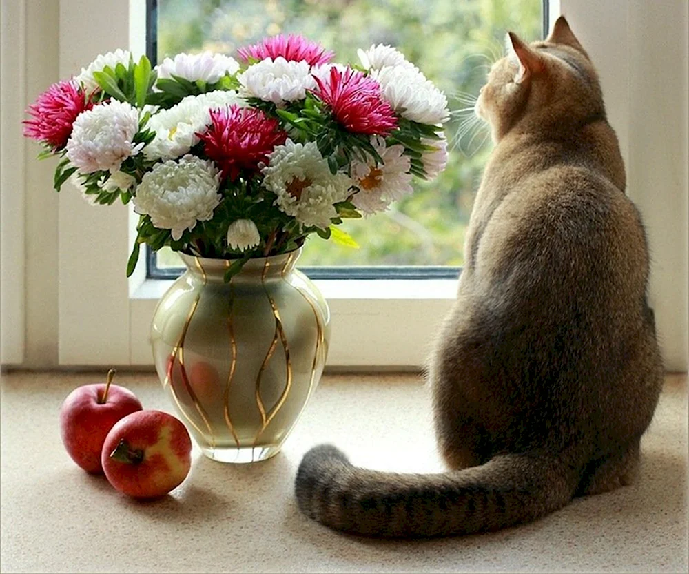 Котик и цветы в вазе