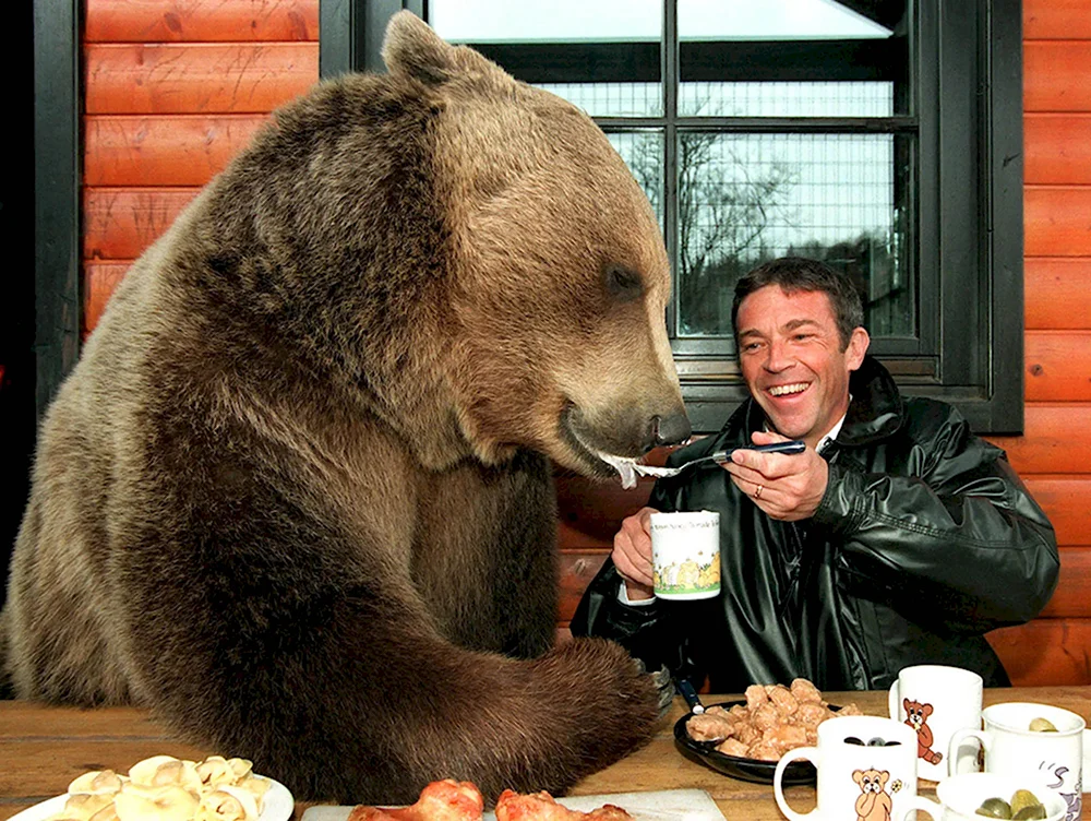 Медведь за столом