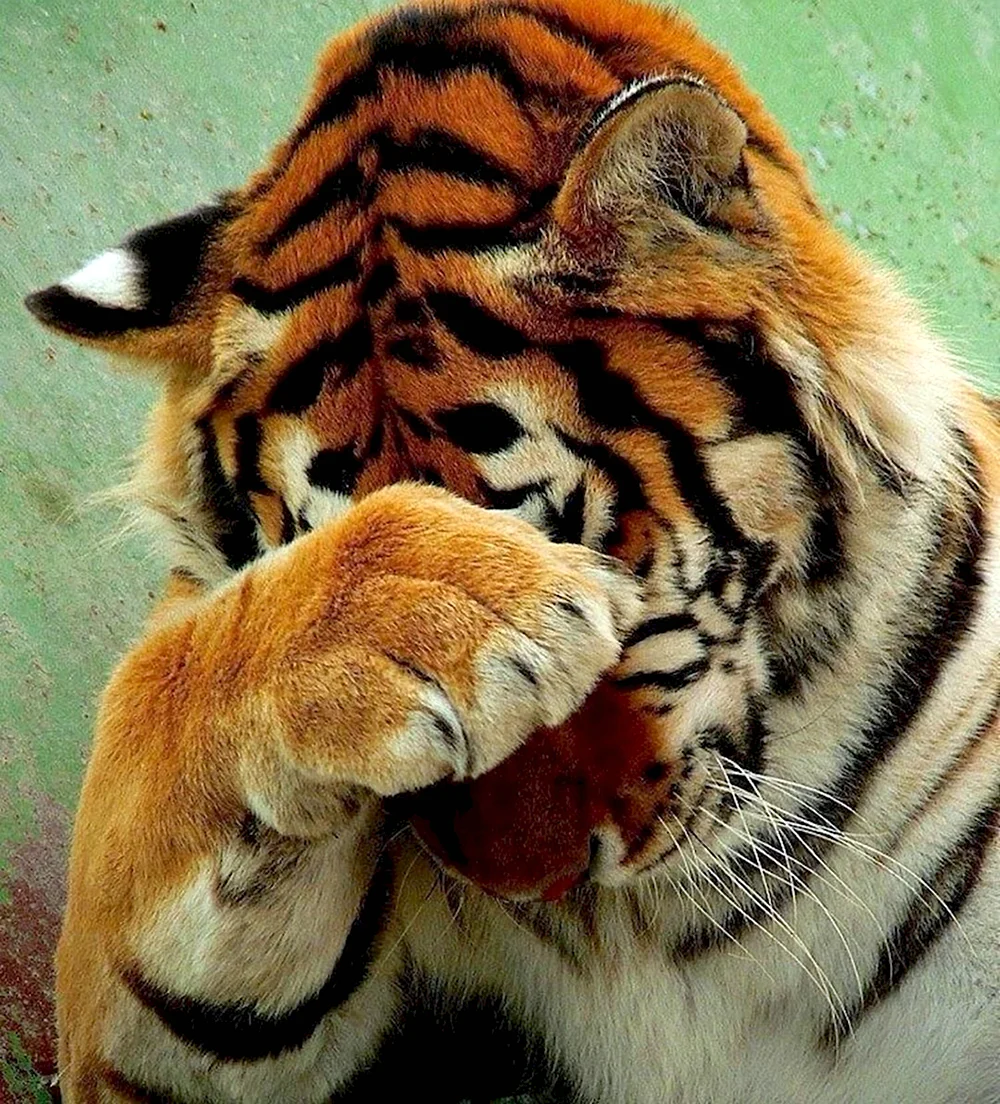 Плачущий тигр