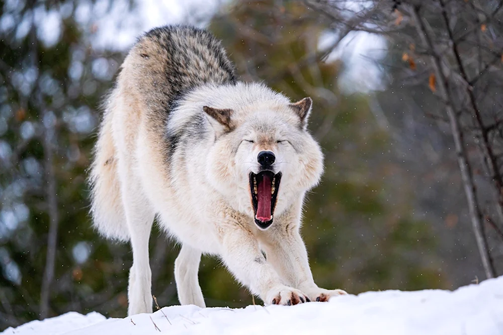Пушистый волк амёба