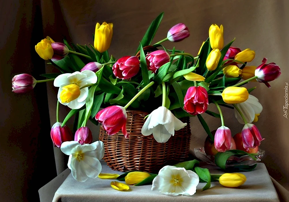 Разноцветные тюльпаны натюрморт