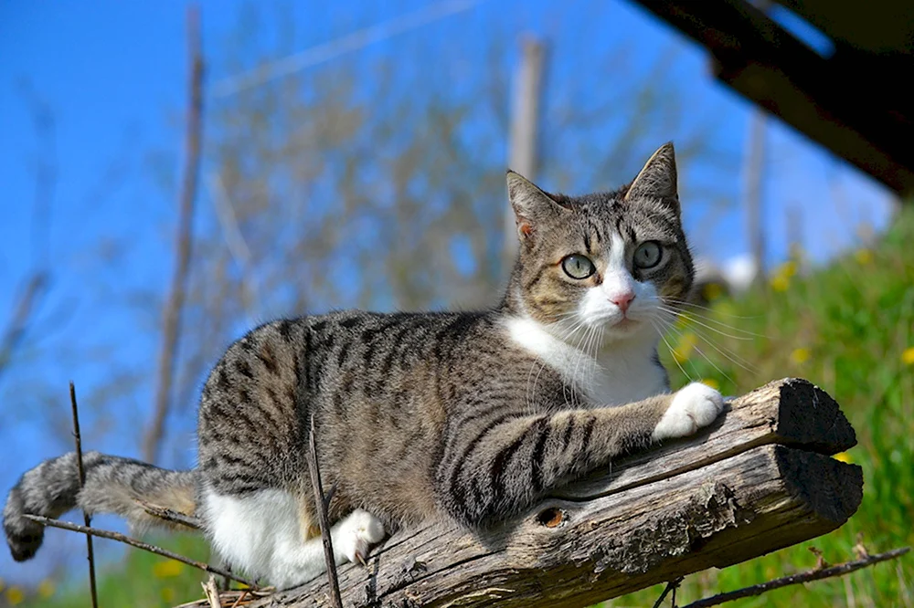 Шотландская Лесная кошка метис