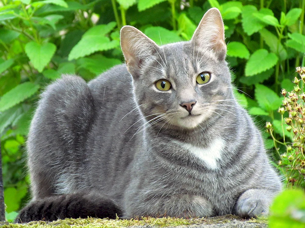 Сибирский голубая кошка короткошерстная