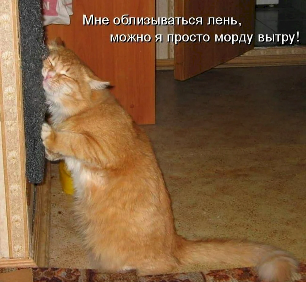 Смешные рыжие котята с надписями