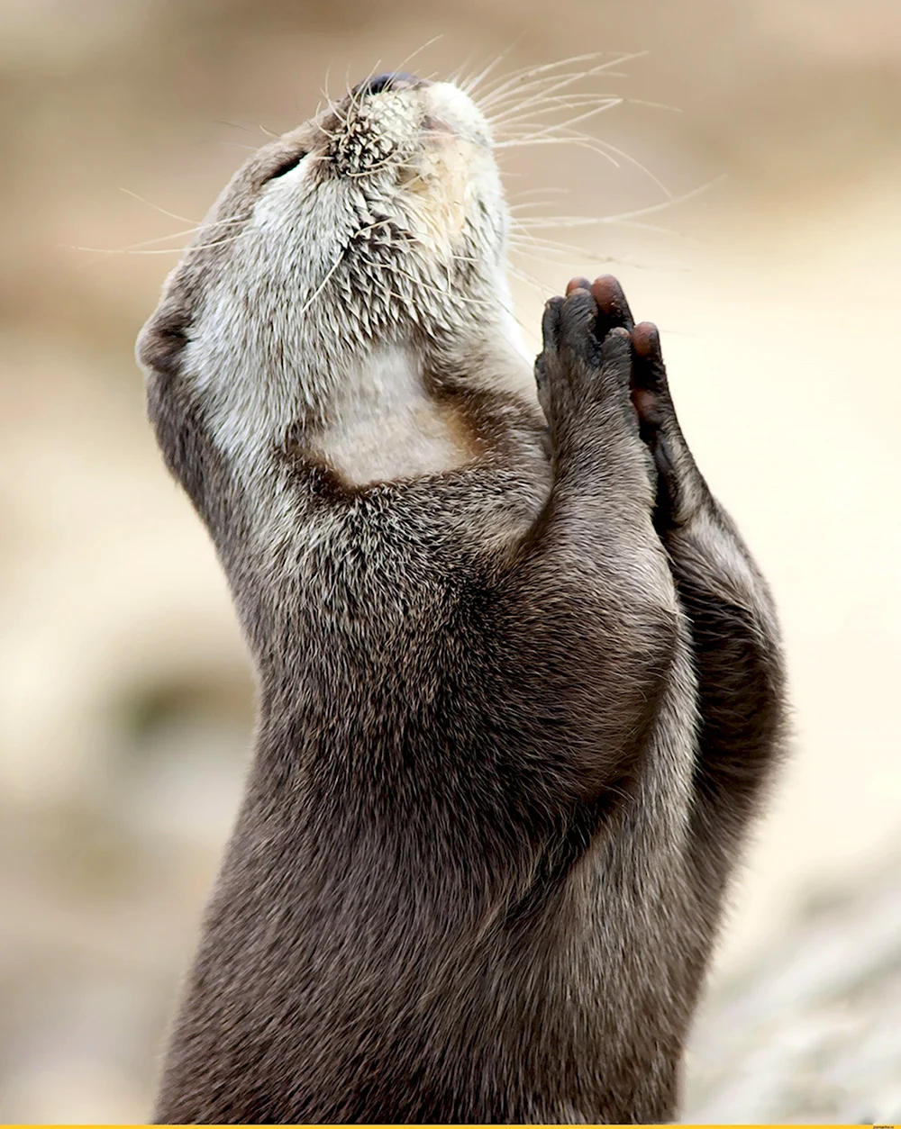 Суслик молится