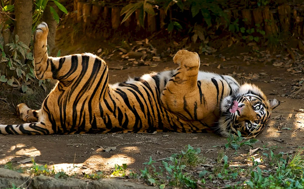Тигр лежит на спине