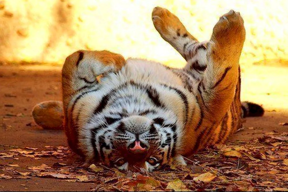 Тигр лежит на спине