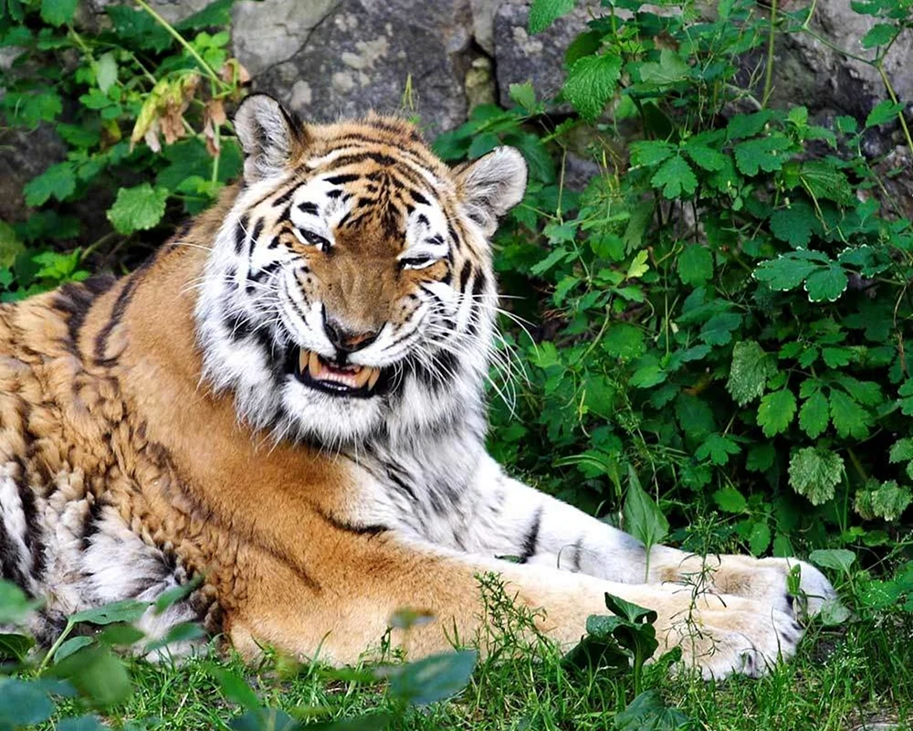 Тигр улыбается