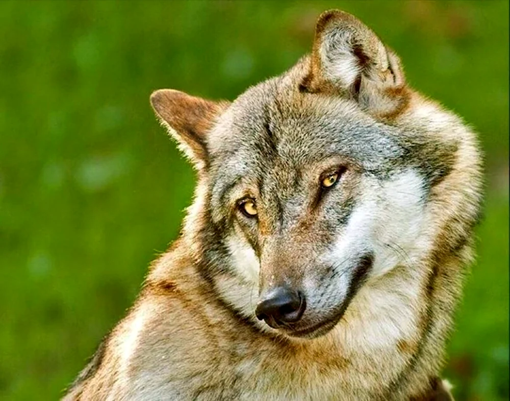 Улыбчивый волк