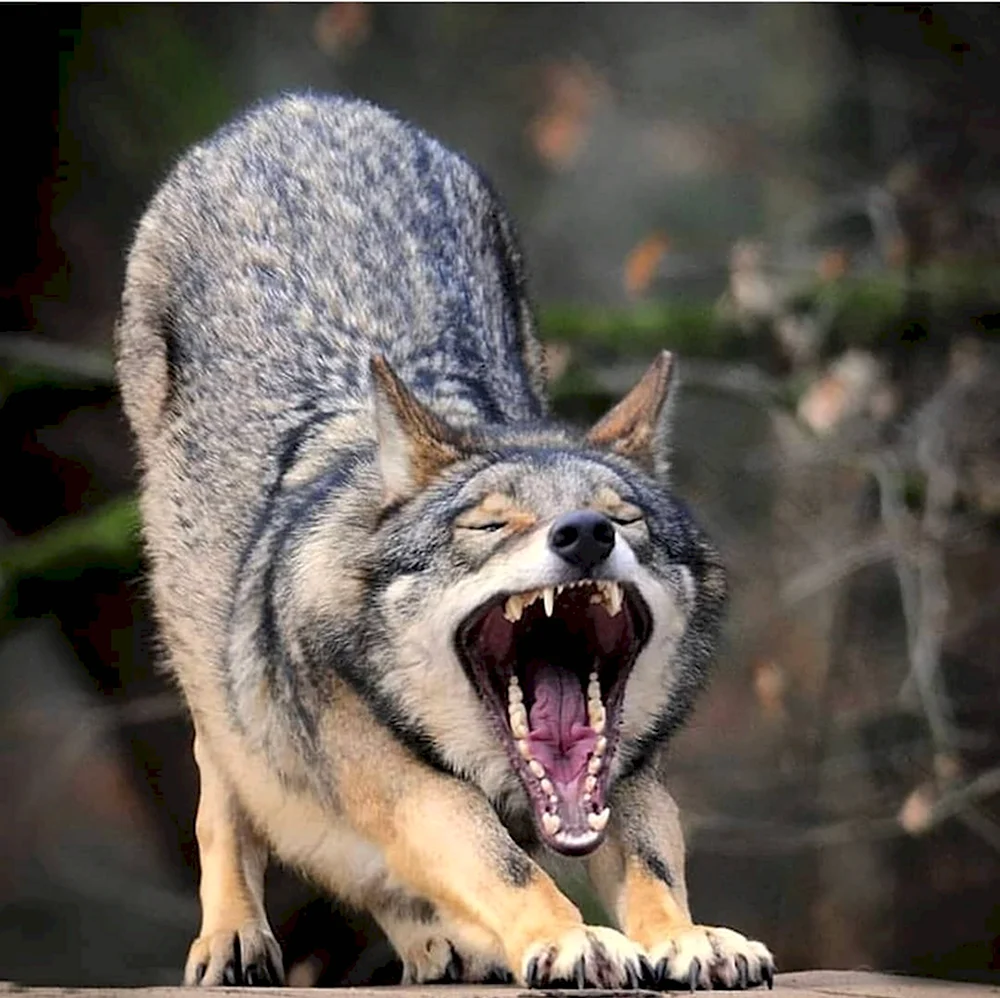 Волк Волчек