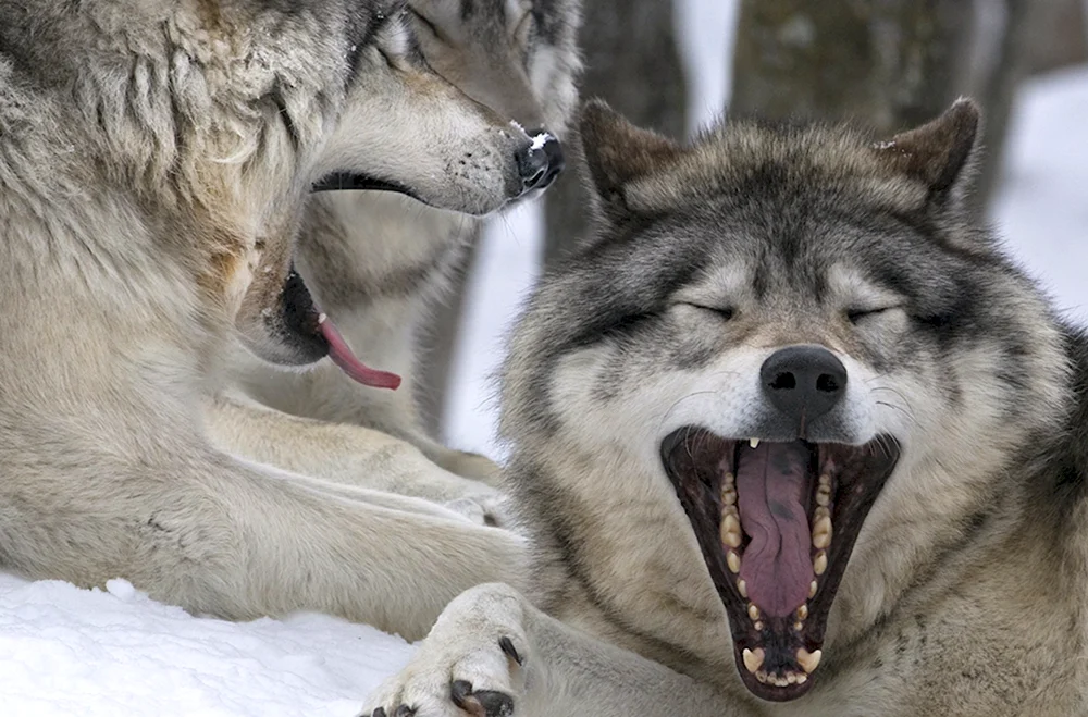 Волк зевает