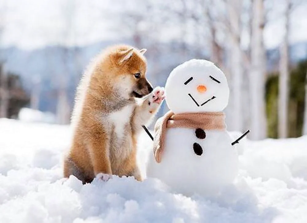 Животные радуются снегу
