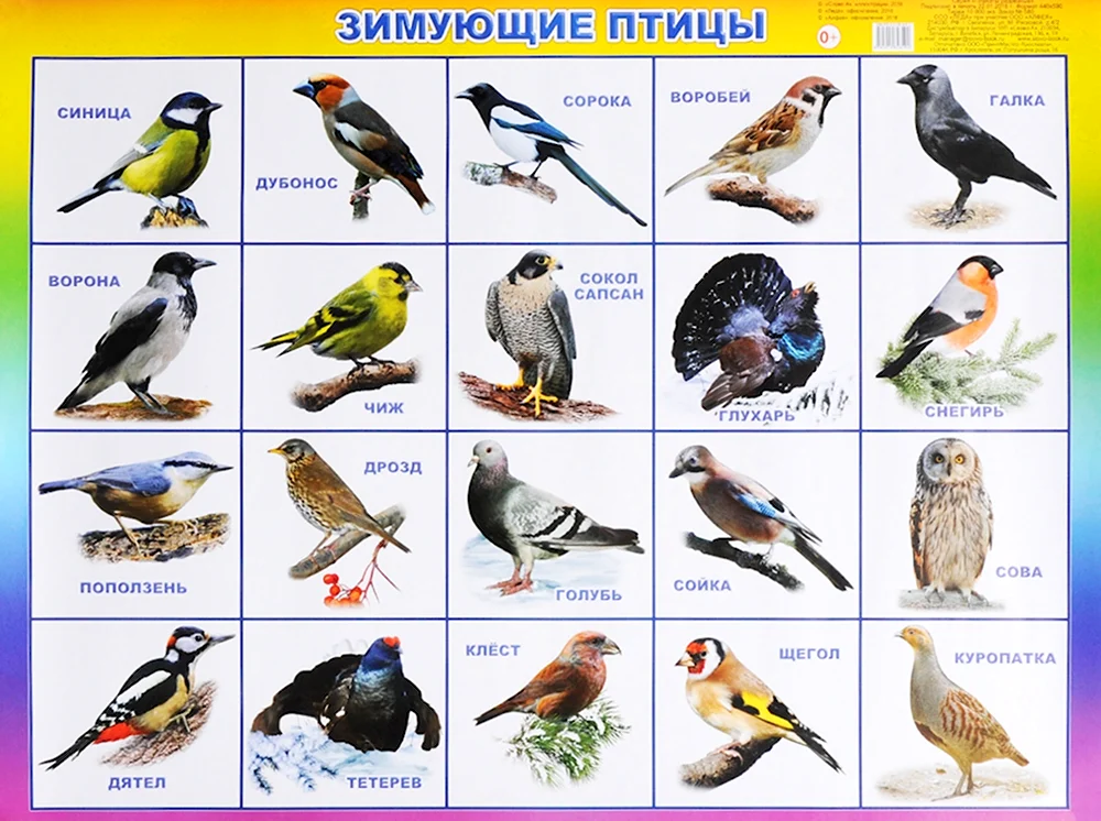 Зимующие птицы средней полосы России и названия