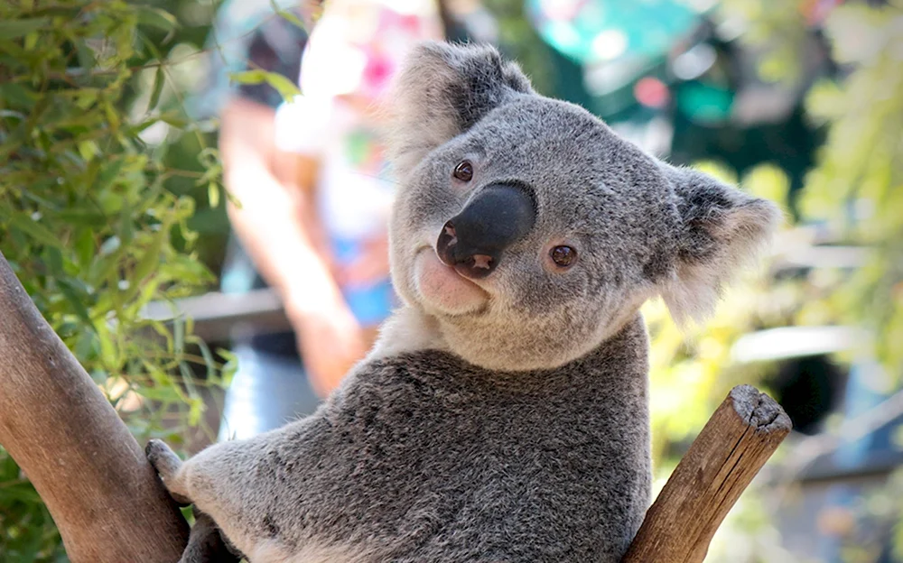 Австралийская коала
