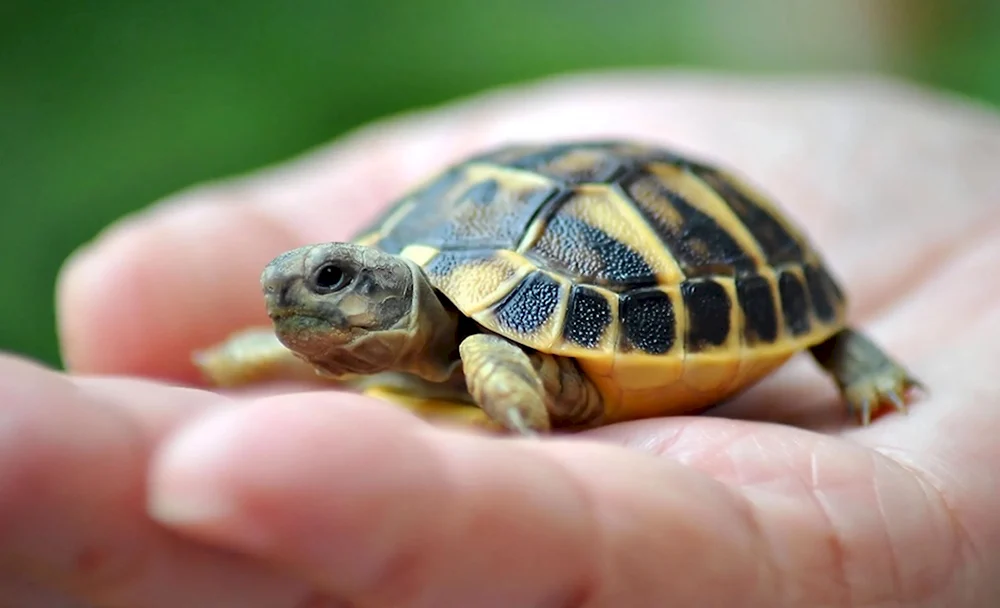 Детеныш среднеазиатской черепахи