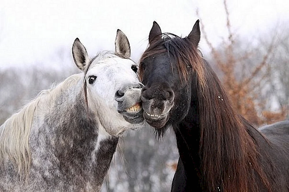 Две лошади смеются