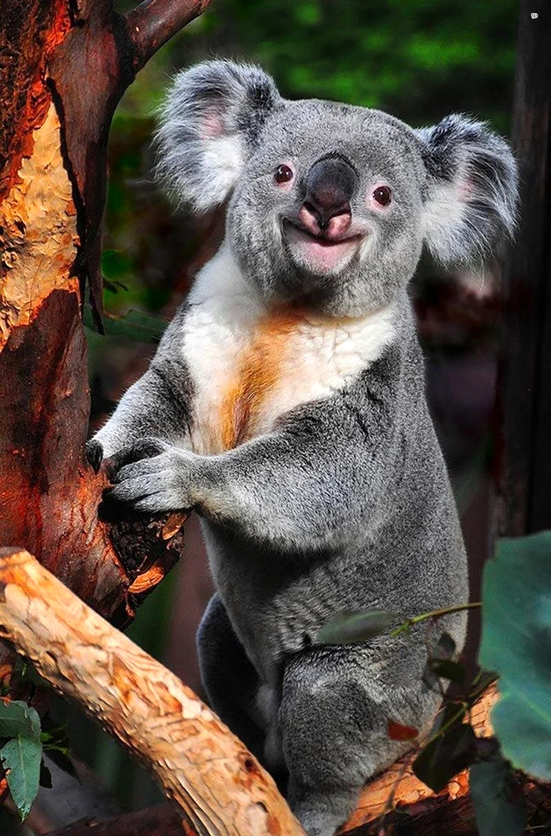 Карликовая коала