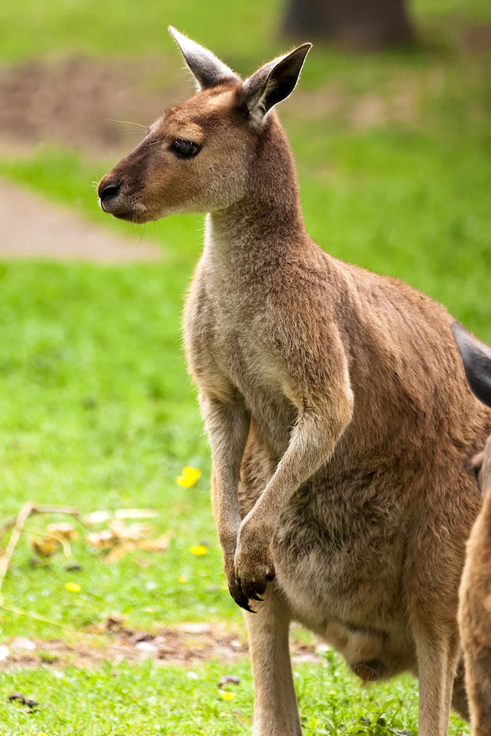 Карликовый кенгуру