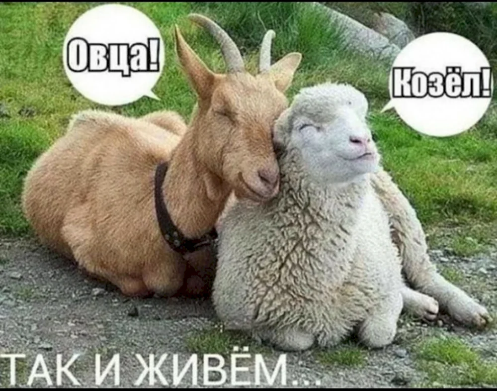 Козел и овца