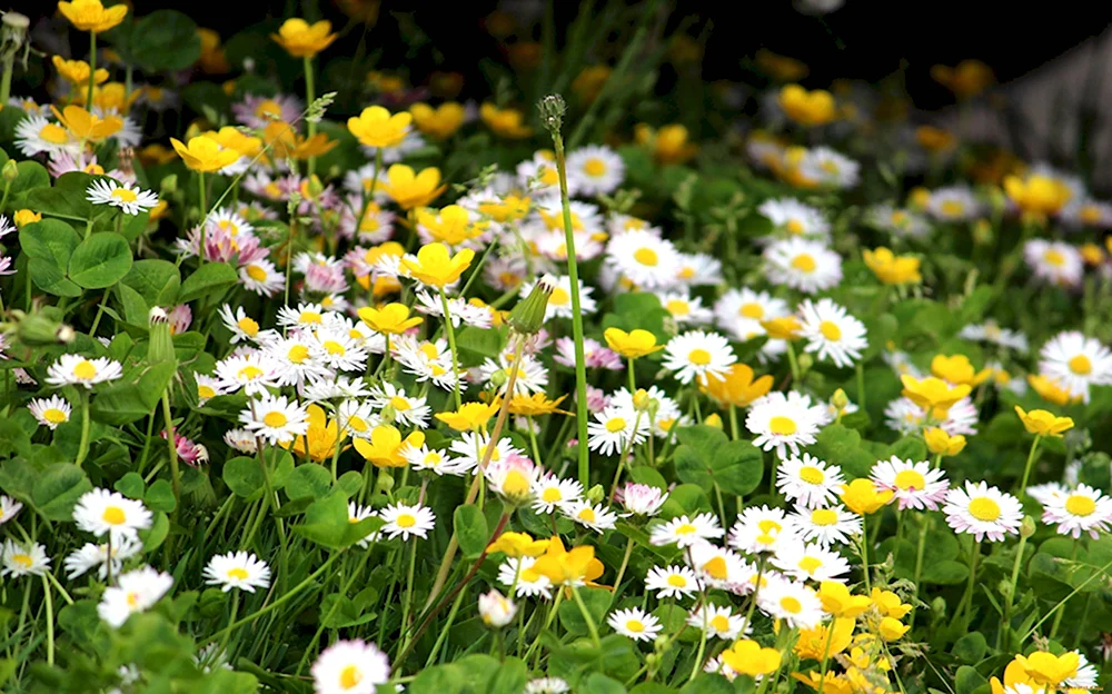 Луговые цветы Лютик Клевер