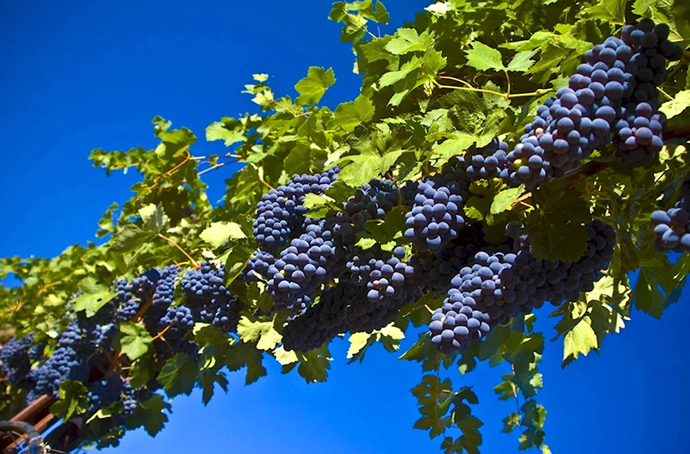 Маковей виноград