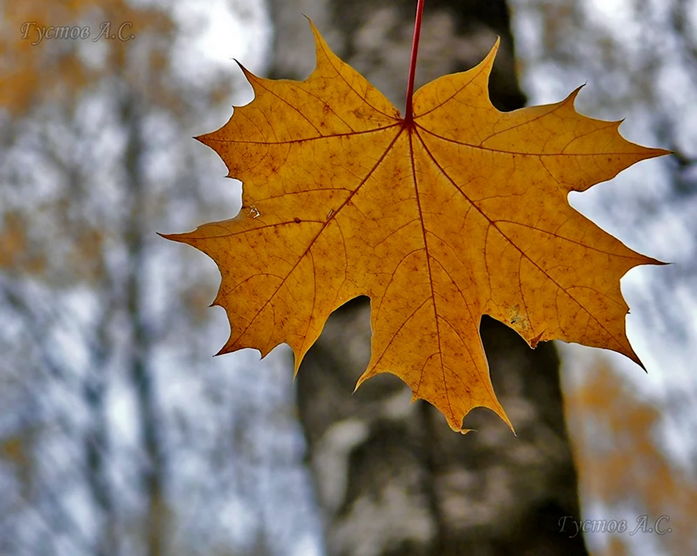 Осенний Калиновый лист