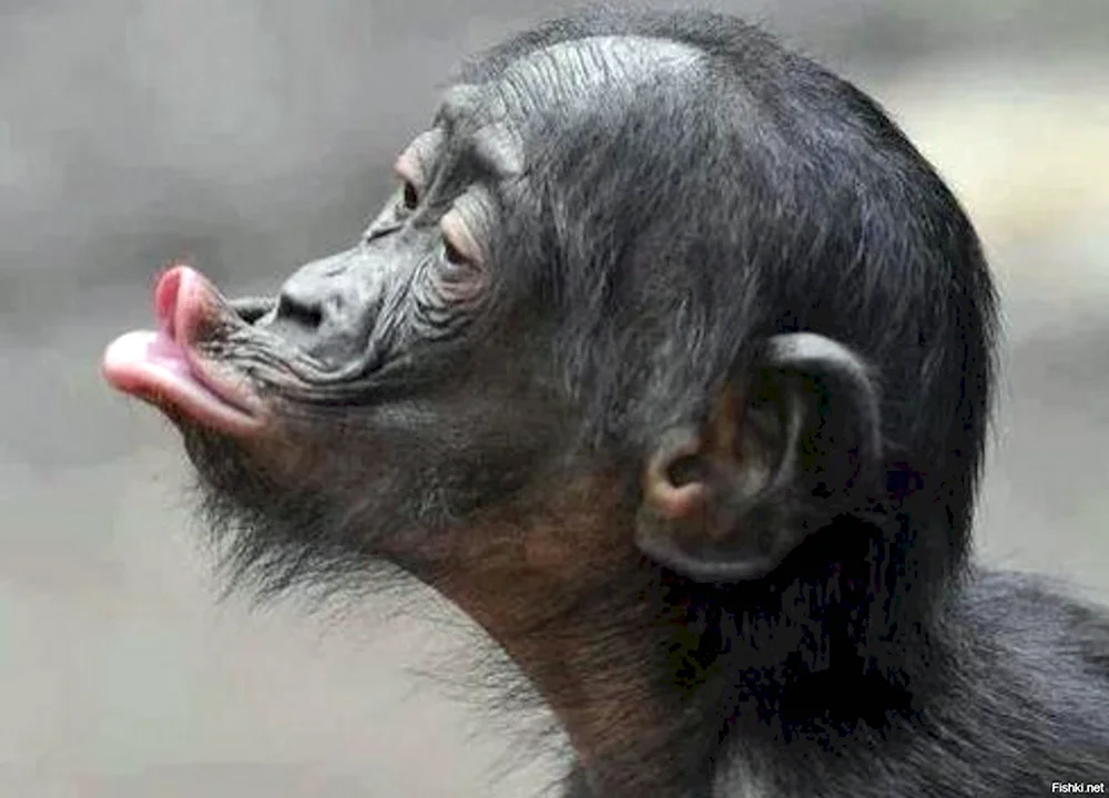 Поцелуй шимпанзе