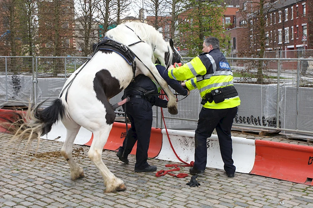 Приколы полиция и лошадь