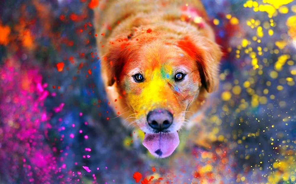 Разноцветные собаки