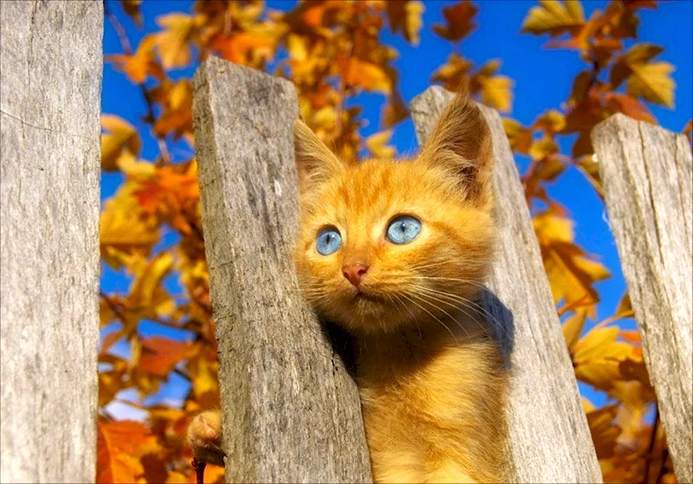 Рыжий кот осенью
