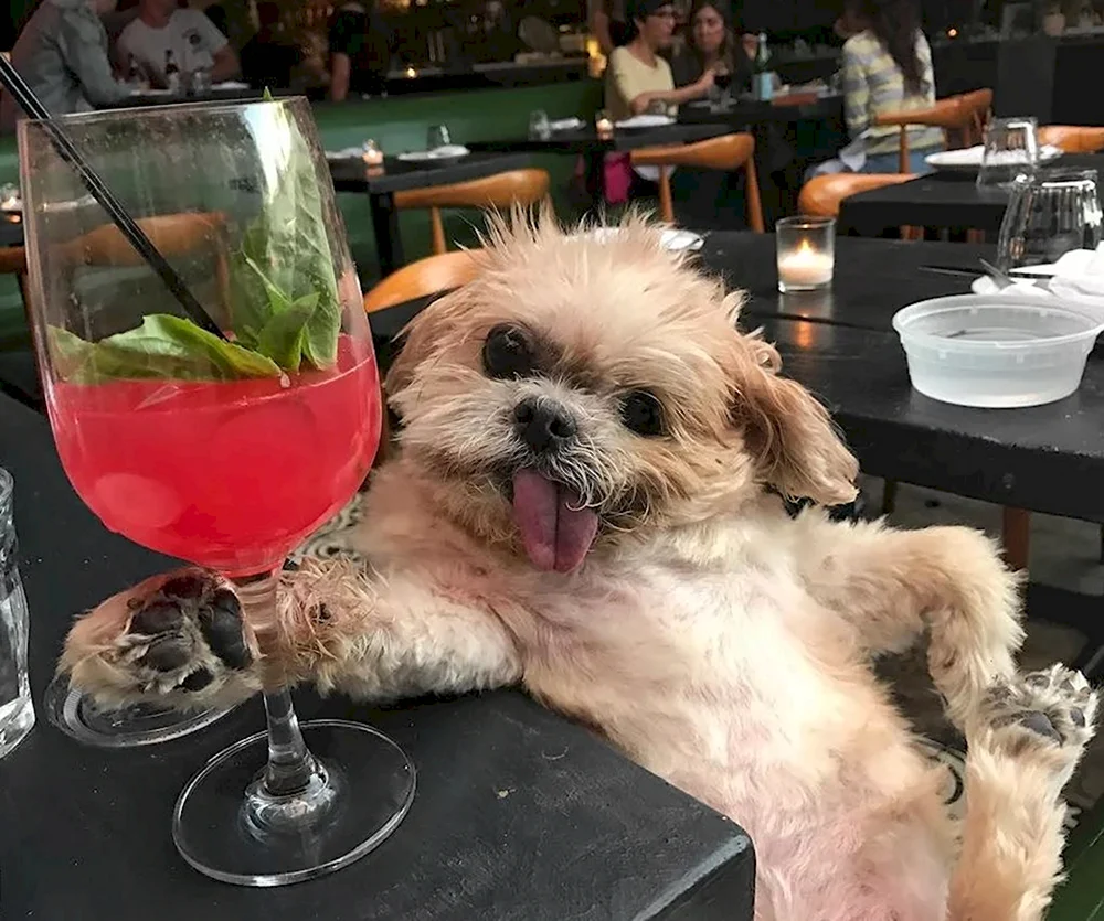 Собака с коктейлем
