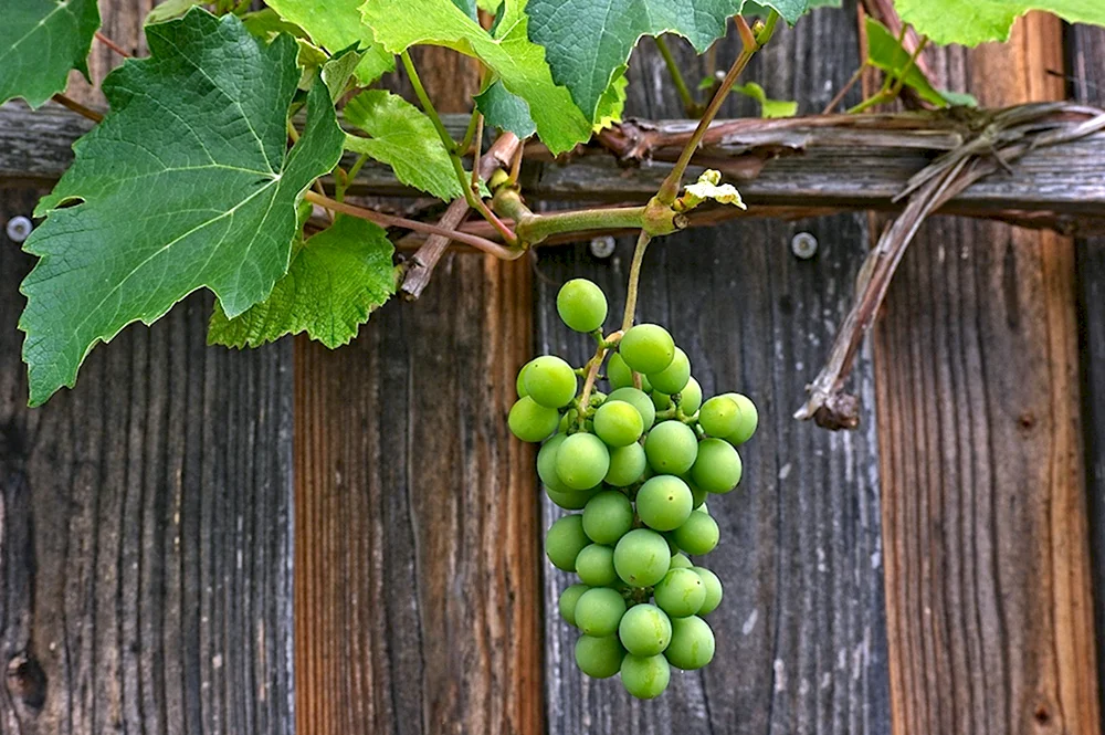 Совиньон зеленый виноград