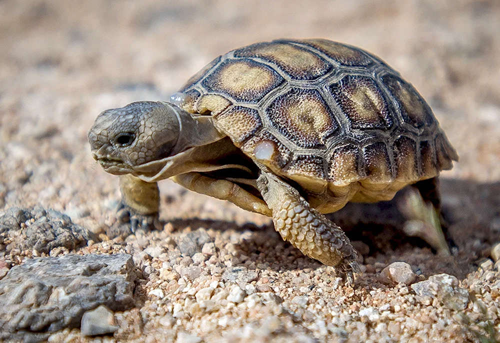 Среднеазиатская Степная черепаха