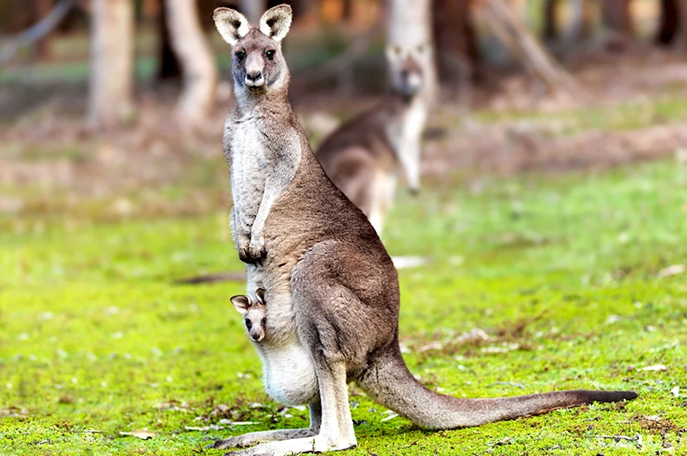 Сумчатые животные Австралии кенгуру