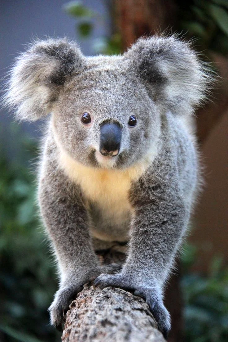 Сумчатый мишка коала
