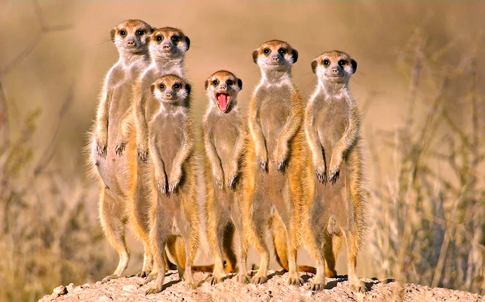 Сурикаты Мадагаскар